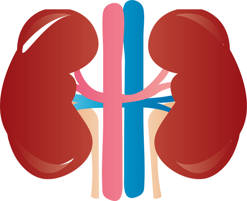 Kidney Clipart Transparent Images