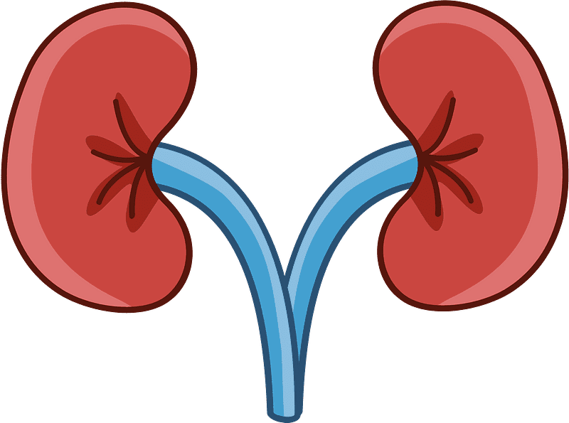 Kidney Clipart Transparent Png