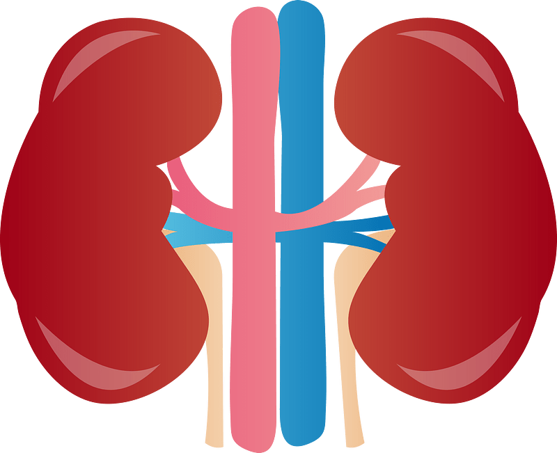 Kidney Organ Clipart Transparent
