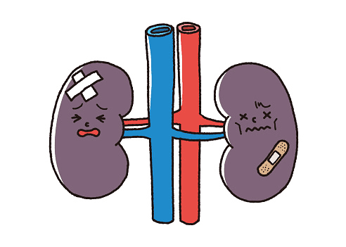 Kidneys Clipart Free Download