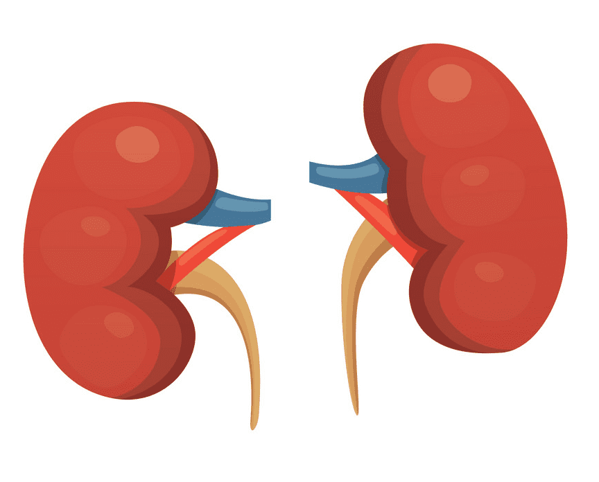 Kidneys Clipart Free Image