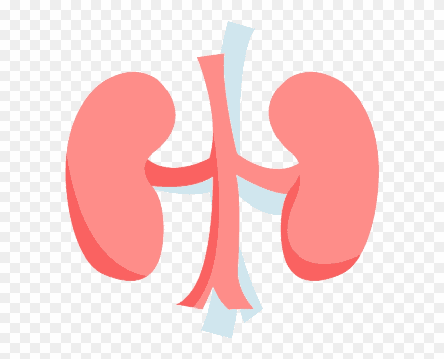 Kidneys Clipart Free Images