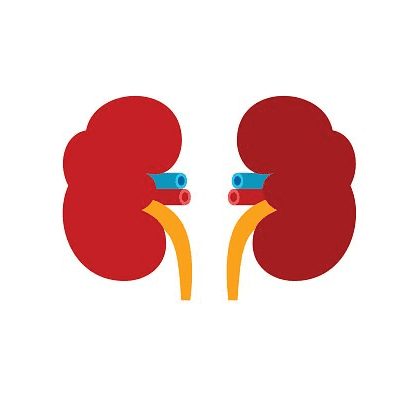 Kidneys Clipart Free Picture