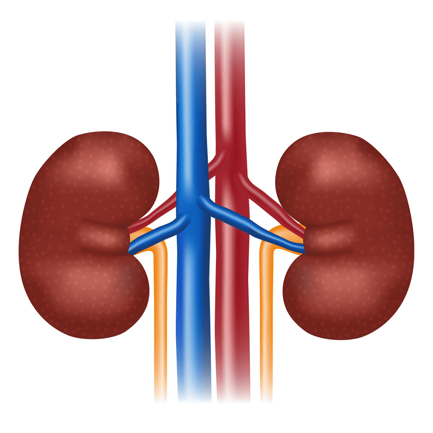Kidneys Clipart Image