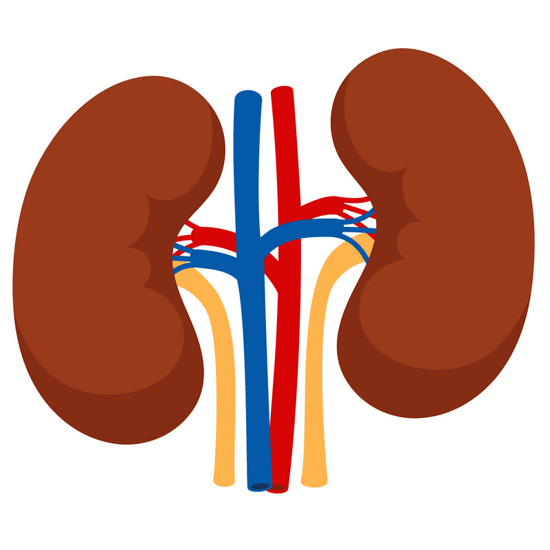Kidneys Clipart Images