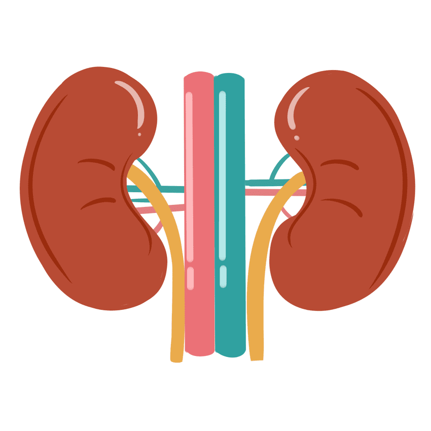 Kidneys Clipart Pictures