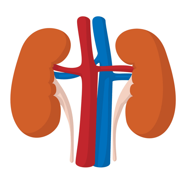 Kidneys Clipart Png For Free