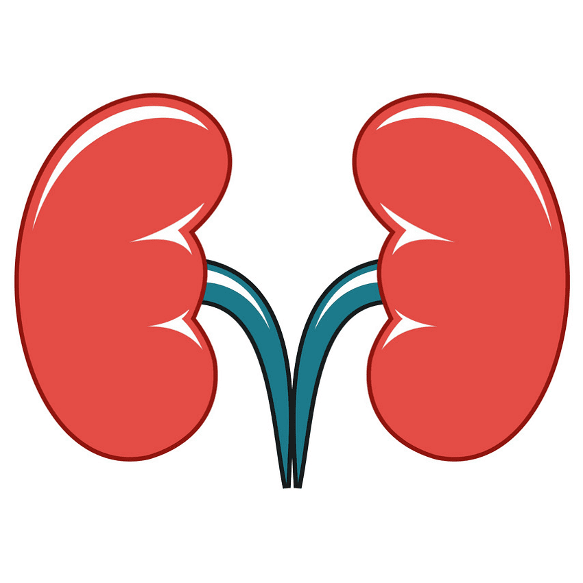 Kidneys Clipart Png Image