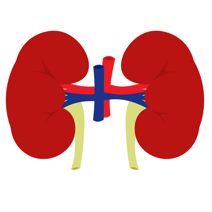 Kidneys Clipart Png Images
