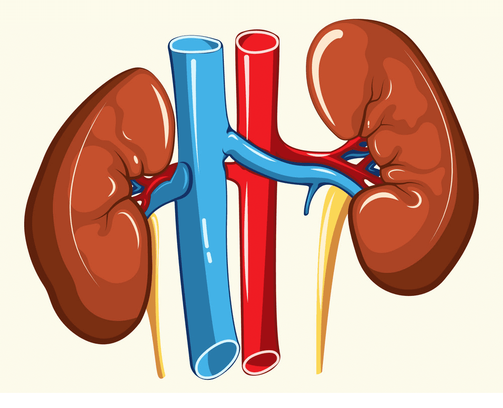 Kidneys Clipart Png Pictures