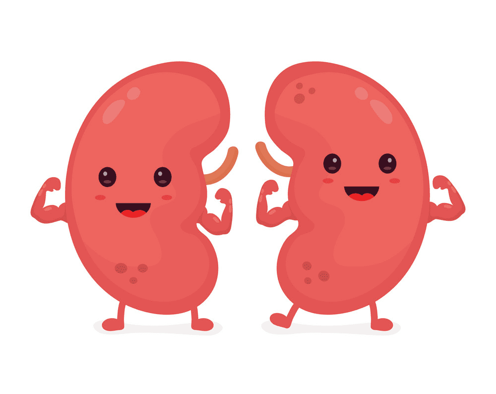 Kidneys Clipart Png