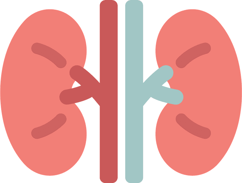 Kidneys Clipart Transparent Background