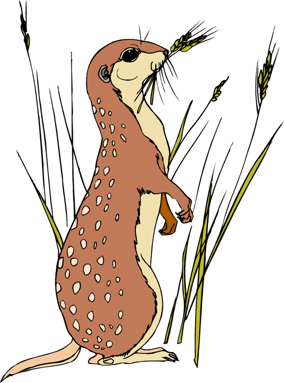 Meerkat Clipart