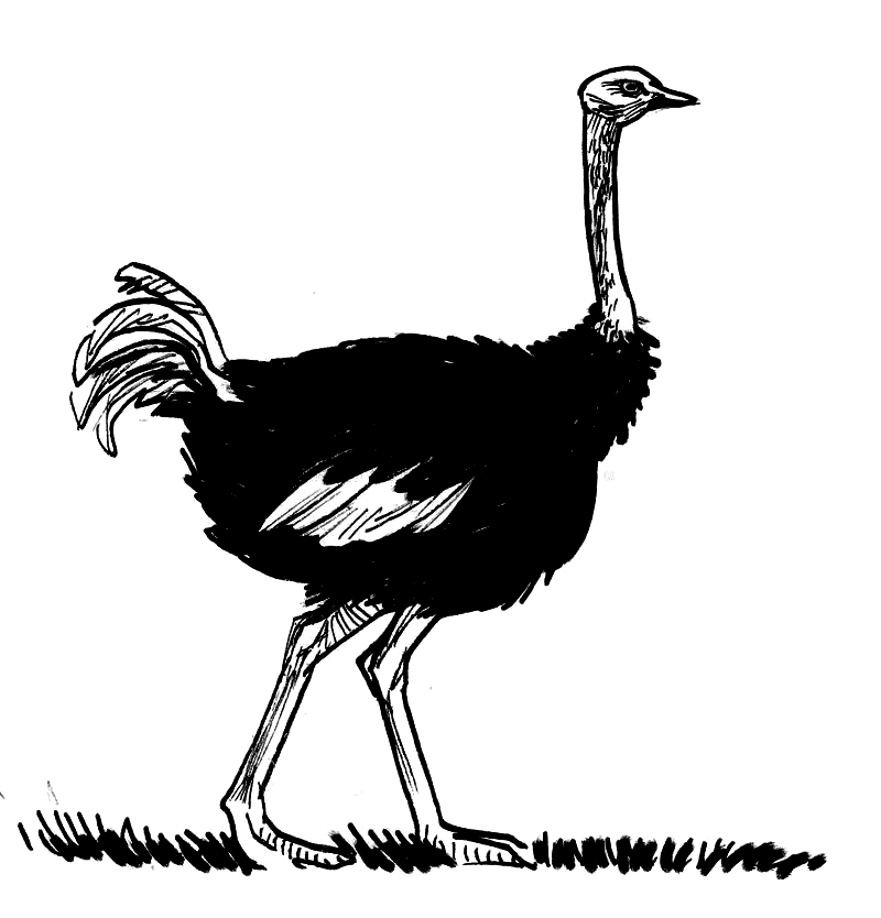 Ostrich Black and White Clipart Png