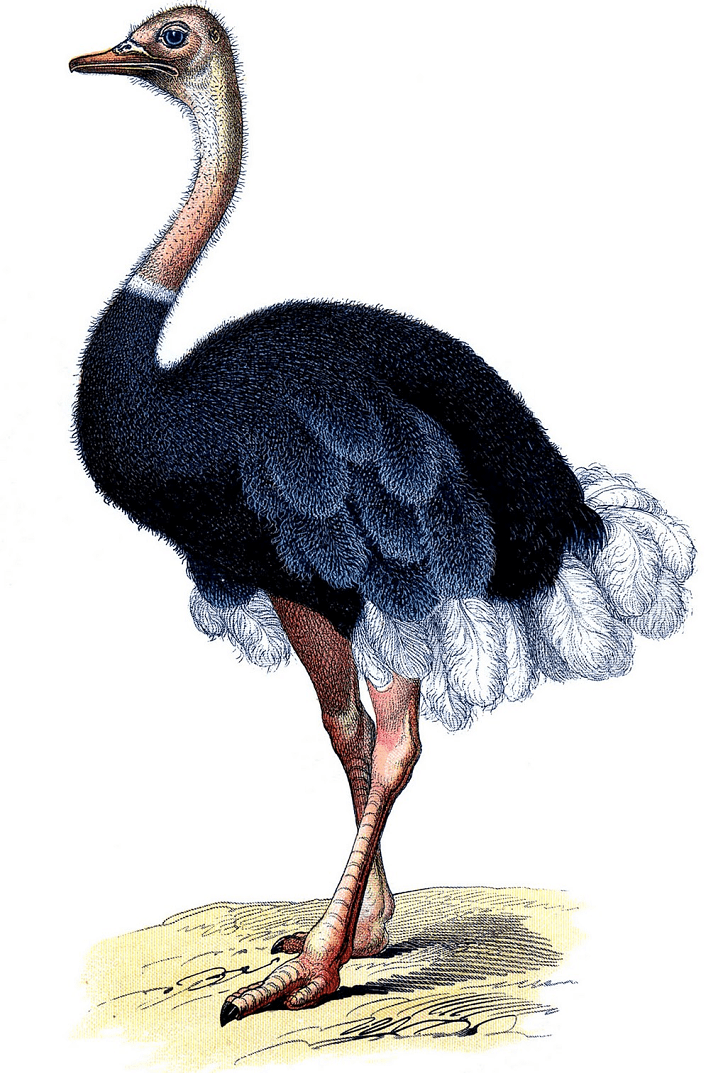 Ostrich Clipart Free Images