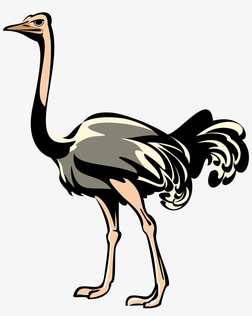 Ostrich Clipart Free Png Images