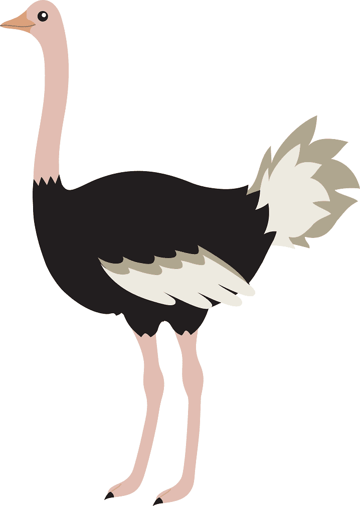 Ostrich Clipart Free