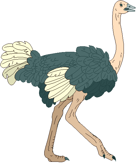 Ostrich Clipart Image