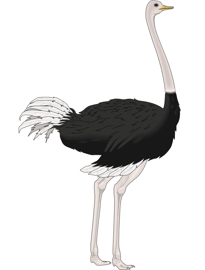Ostrich Clipart Picture
