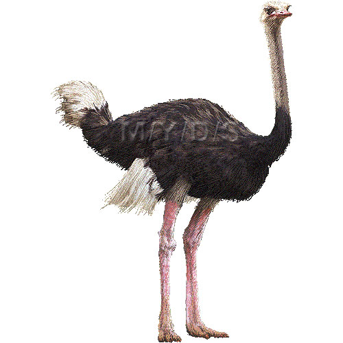 Ostrich Clipart Png Free