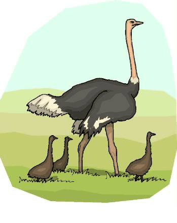 Ostrich Clipart Png Image