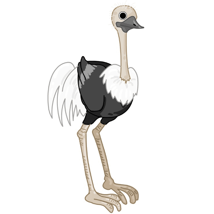 Ostrich Clipart Png Images