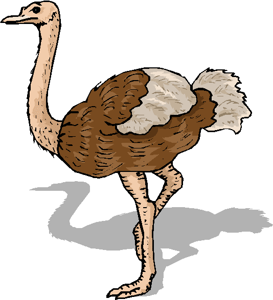 Ostrich Clipart Png Picture