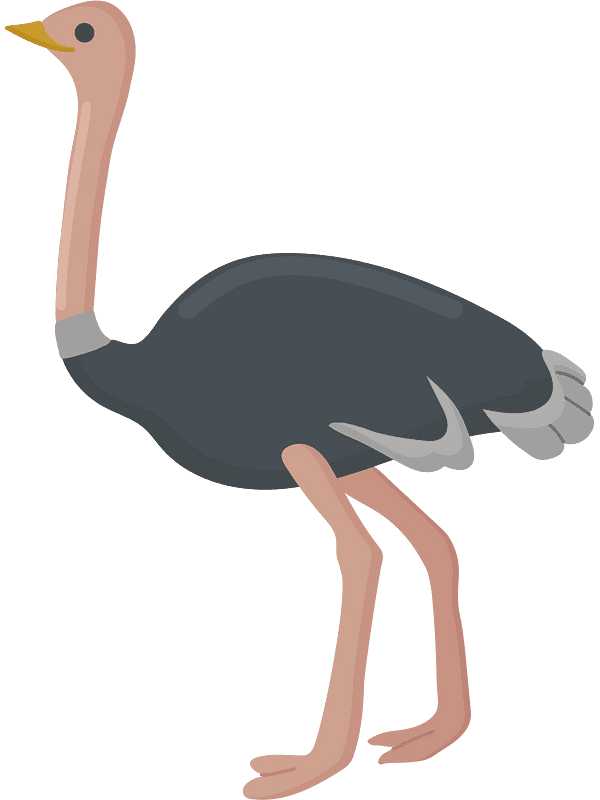 Ostrich Clipart Transparent Background