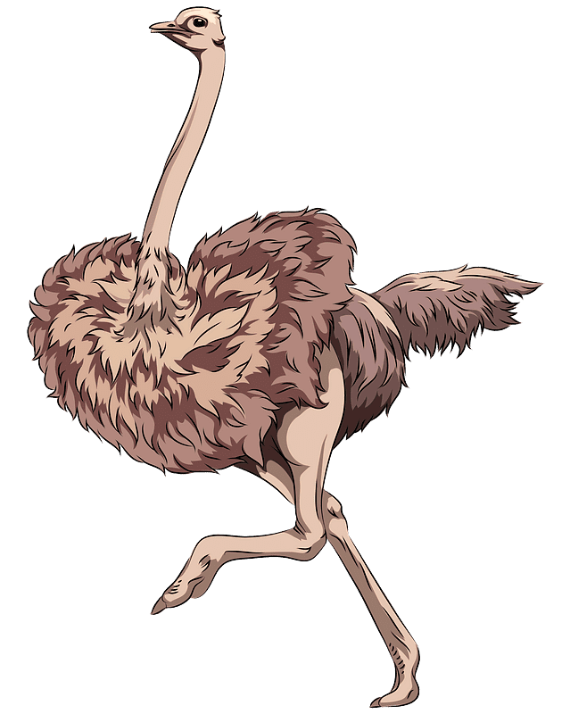 Ostrich Clipart Transparent Download