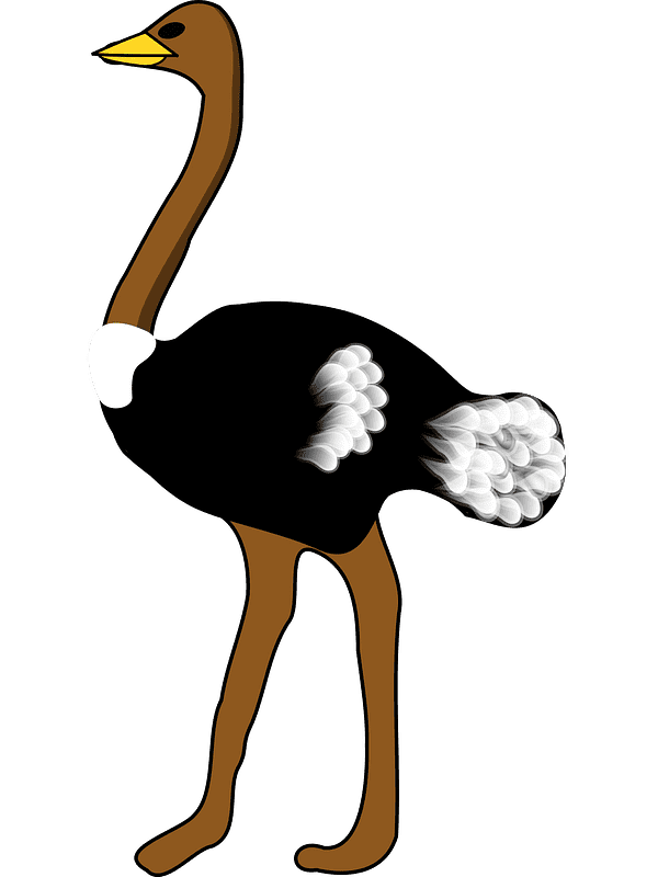 Ostrich Clipart Transparent Images