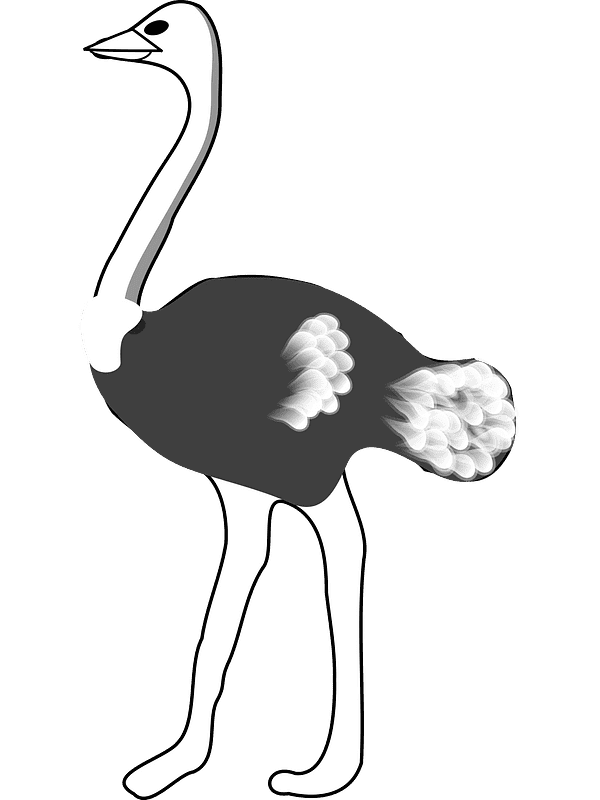 Ostrich Clipart Transparent Picture