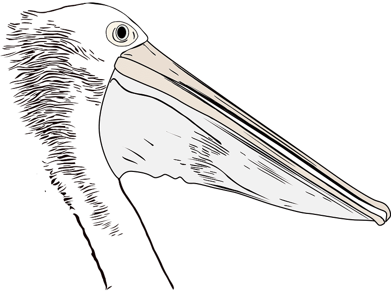 Pelican Bird Clipart Transparent