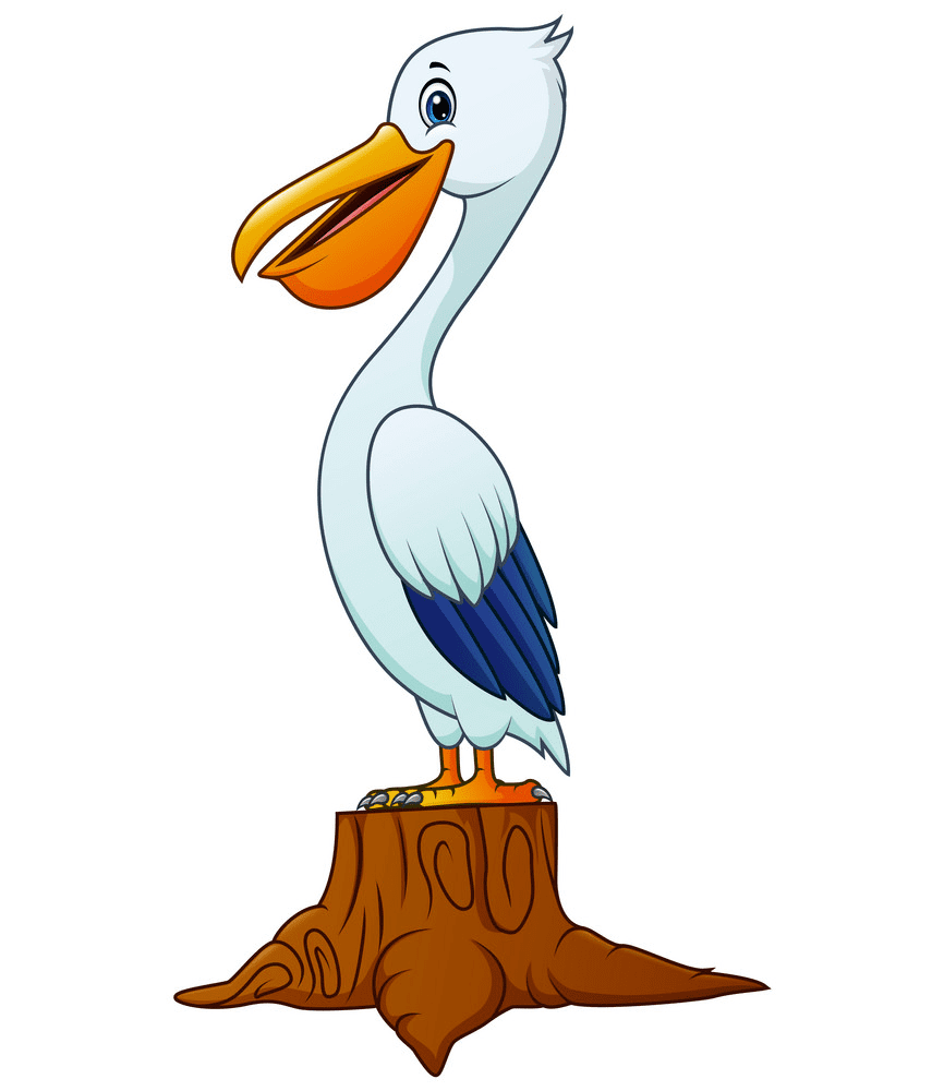 Pelican Bird Clipart