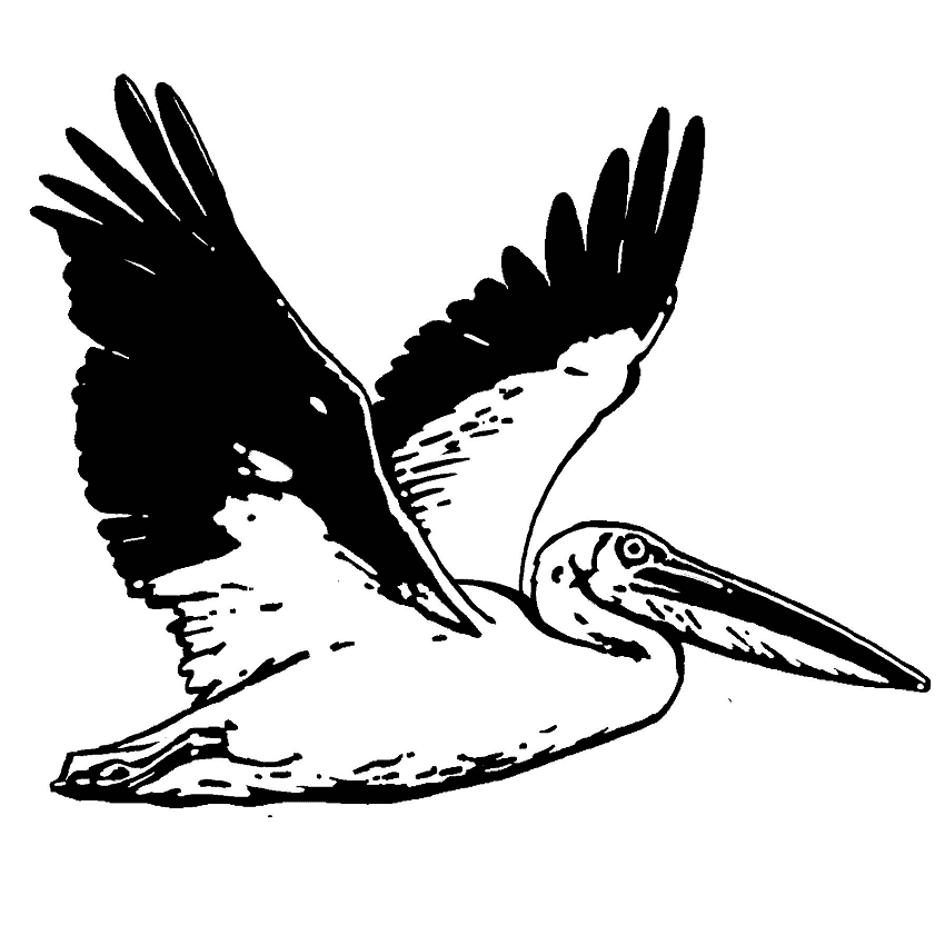 Pelican Black and White Clipart