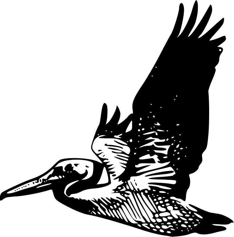 Pelican Clipart Black and White