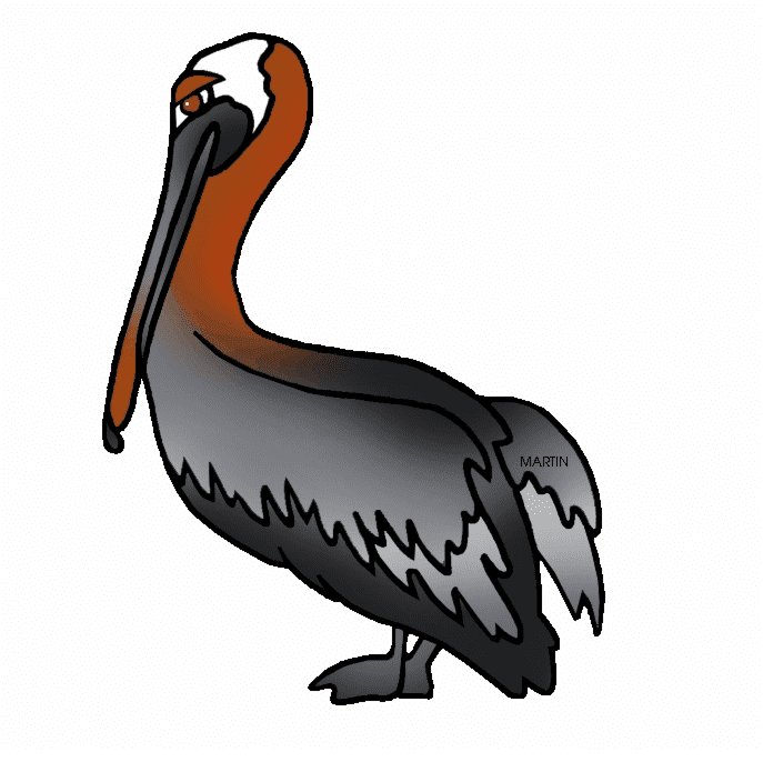 Pelican Clipart For Free