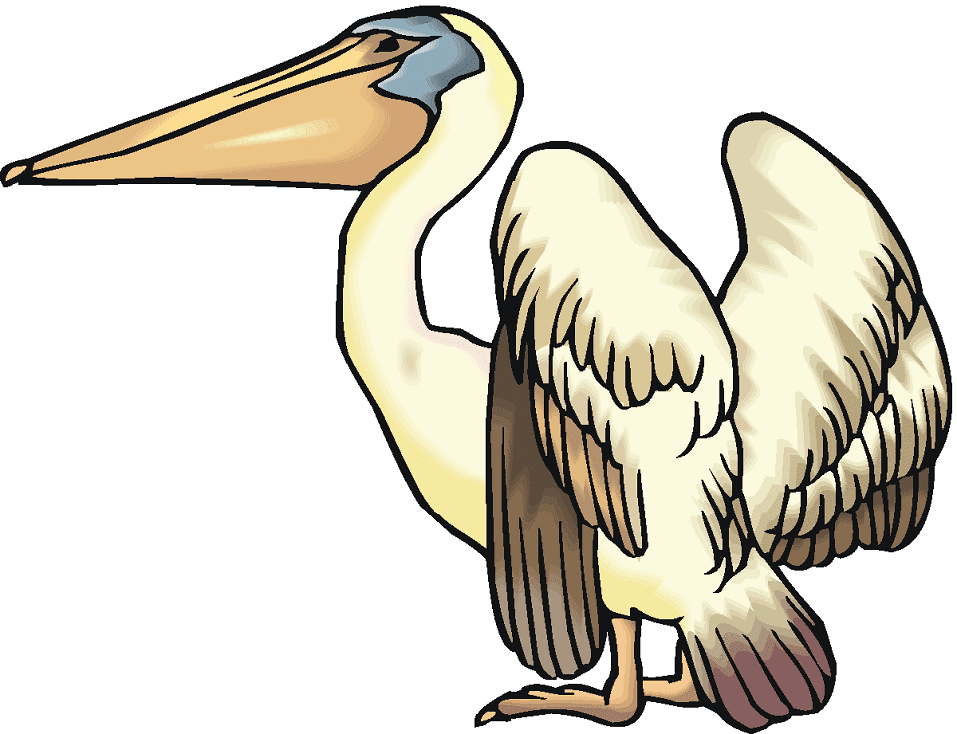 Pelican Clipart Png Free