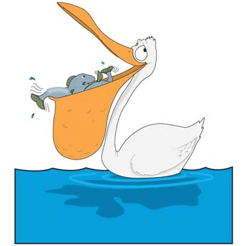 Pelican Clipart Png Picture