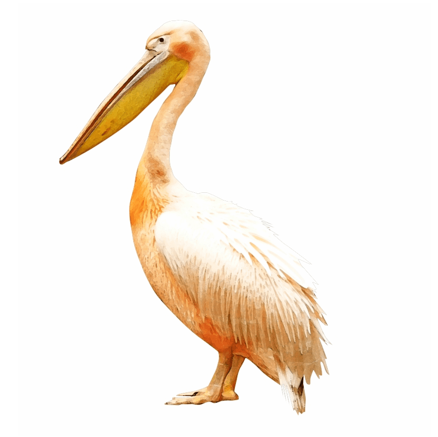 Pelican Clipart Png