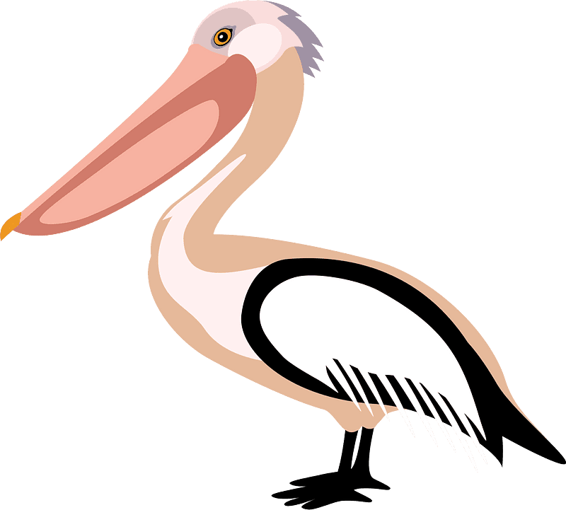 Pelican Clipart Transparent Free