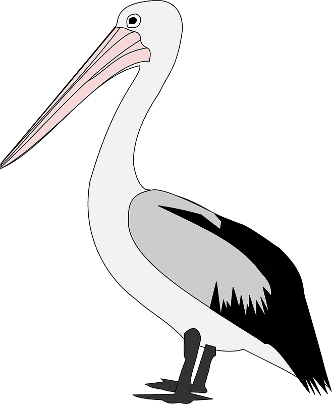 Pelican Clipart Transparent Images