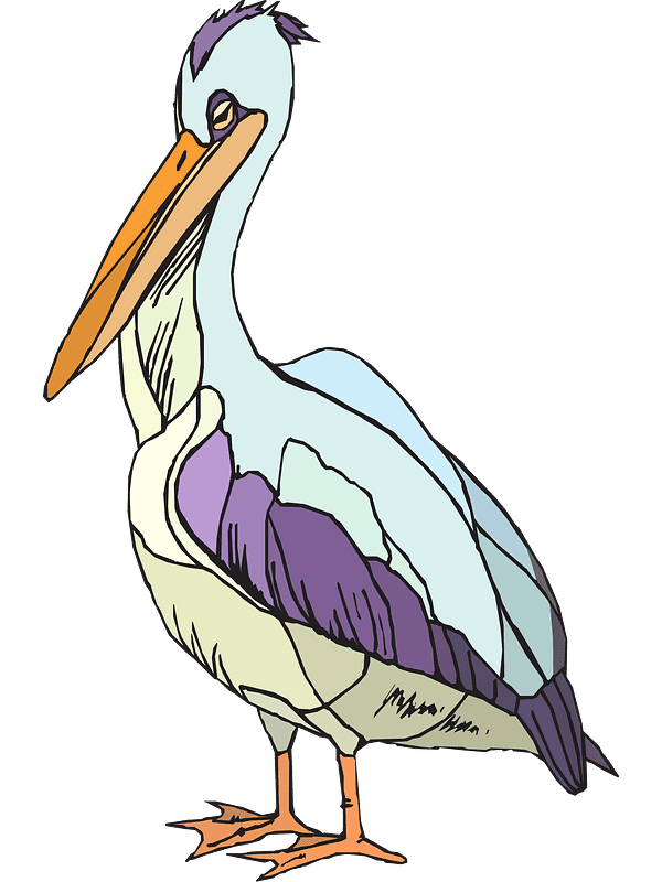 Pelican Clipart Transparent Pictures