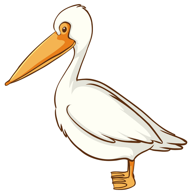Pelican Png Clipart