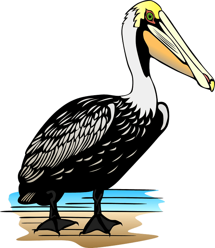 Pelican Transparent Clipart Image