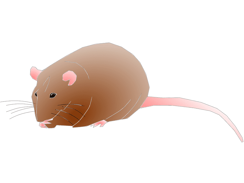 Rat Clipart Image