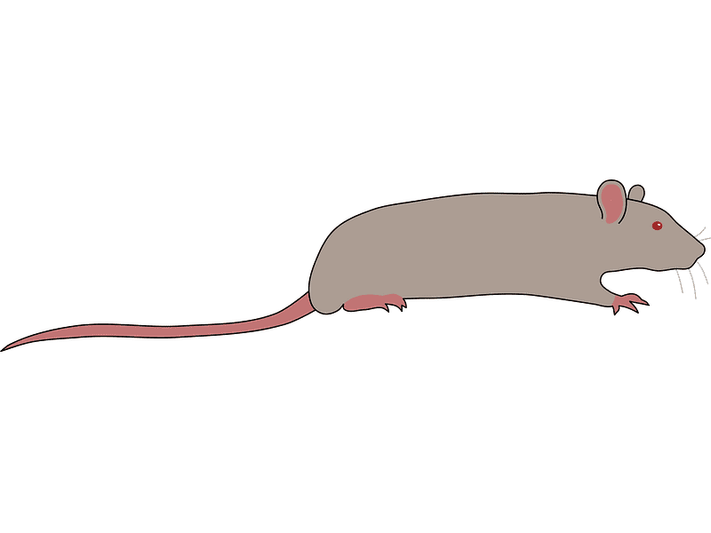 Rat Clipart Images