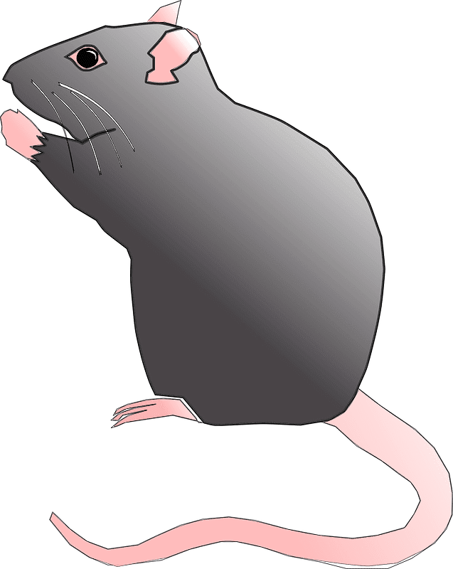 Rat Clipart Transparent For Free