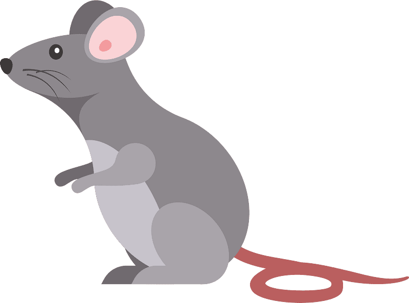 Rat Clipart Transparent Picture