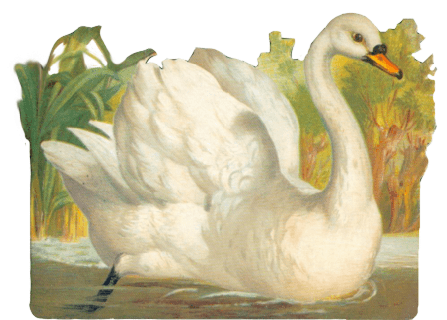 Swan Clipart Png Pictures