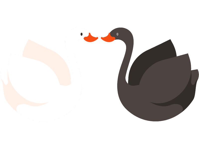 Swan Clipart Transparent Background
